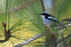 Little Pied Flycatcher